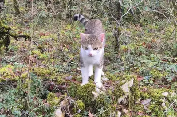 Chat perdu : Volcan, 6 mois, tigré et blanc - photo