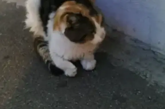 Animaux trouvés Nice, photo: Chatte écaille blessée trouvée à Nice