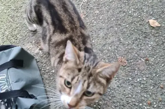 Chat trouvé Colmar, photo: Chat tigré brun câlin trouvé à Colmar