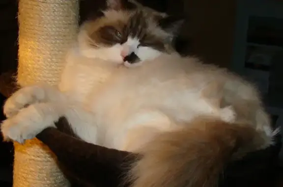 Animaux perdus Montcresson, photo: Chat Ragdoll bicolore disparu à Montcresson
