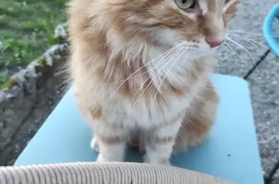 Chat perdu, Sarlat-la-Canéda, photo: Chat roux et blanc perdu à Sarlat