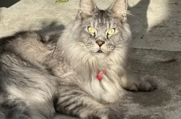 Animaux perdus Clermont-Ferrand, photo: Main Coon gris 3 ans perdu à Clermont-Ferrand