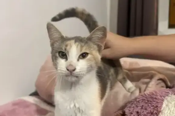 Jeune chatte trouvée à Longny les Villages - photo