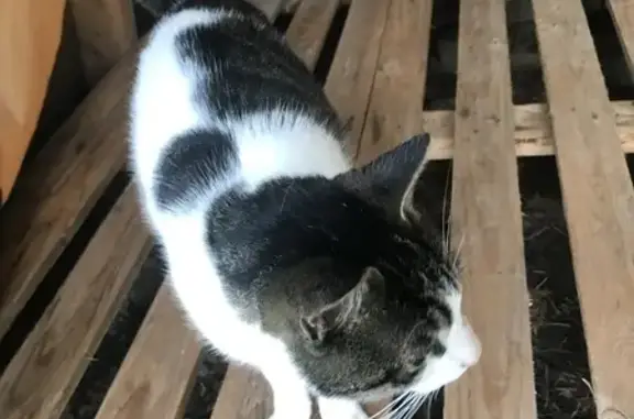 Animaux trouvés Laussonne, photo: Chat trouvé à L'Herm, blanc tacheté tigré