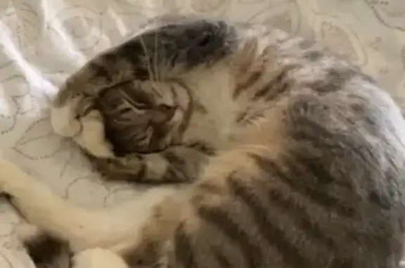 Animaux perdus , photo: Chat gris et blanc perdu à Lamothe-Landerron