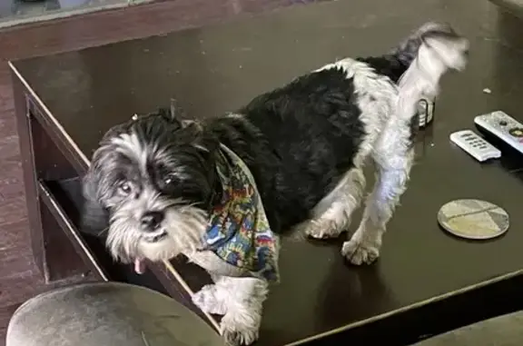 Lost Shih Tzu: Friendly, Pink Collar