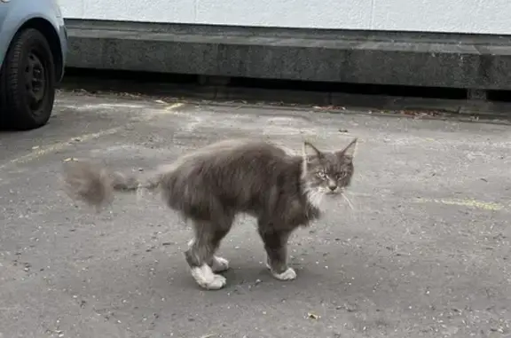 Animaux trouvés Bordeaux, photo: Chat gris trouvé, type Maine Coon, Bordeaux