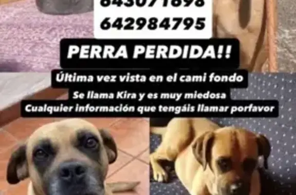 Perra Perdida en Castellón: ¡Ayúdanos a Encontrarla!