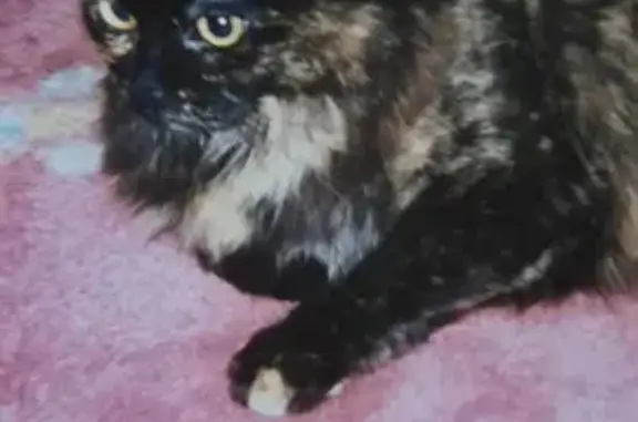 Missing Tortoise-Shell Cat in Moorestown