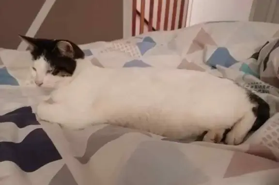 Animaux perdus Rouen, photo: Recherche chat européen disparu à Rouen