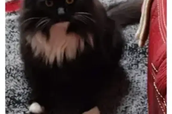Chatte européenne noire/blanche disparue Gacé - photo