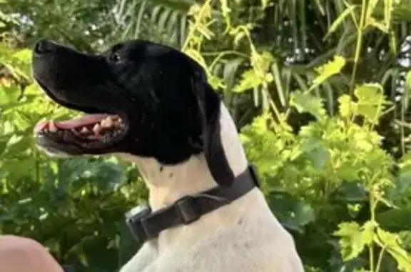 Chiens perdus à Solesmes : Aidez-nous ! - photo