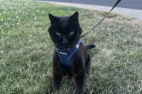 Lost Black Cat: $200 Reward in Rocklin