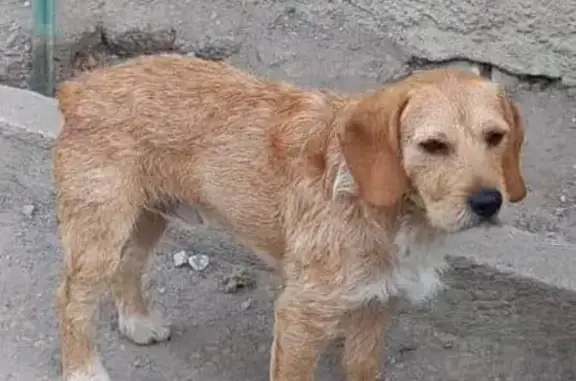 Chien perdu , photo : Chien perdu, peureux, harnais rouge, Cévennes