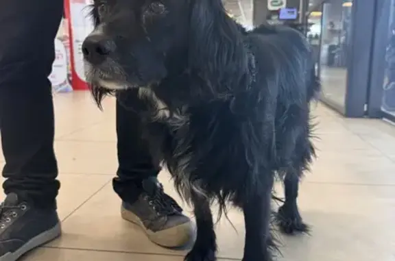 Chien noir âgé retrouvé à Ruoms - photo
