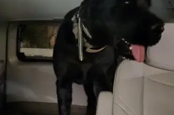 Found dog , photo: Found: Large Black Dog in Sunrise Manor