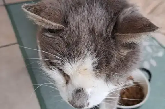 Chat trouvé , photo: Chat blanc et gris trouvé à Tilloy-lez-Cambrai