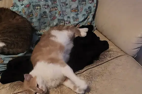 Chatte câline disparue à Guérande - photo