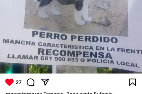 ¡Ayuda! Cachorro Husky Perdido en Tomares