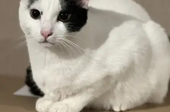 Animaux perdus Clermont-Ferrand, photo: Chatte perdue, blanche/noire, Clermont-Ferrand