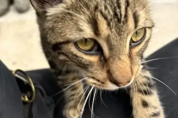 Jeune chat tigré trouvé à Nersac - photo