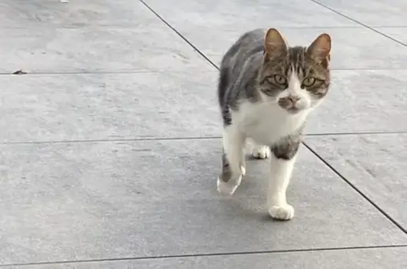 Animaux trouvés , photo: Chat tricolore trouvé à Bainville-aux-Saules