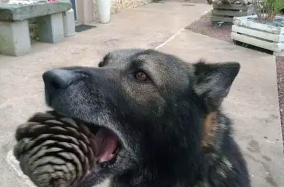 Animaux perdus , photo: Berger allemand perdu à Couville