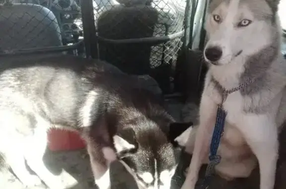 Deux huskys trouvés à Chantenay-Villedieu - photo