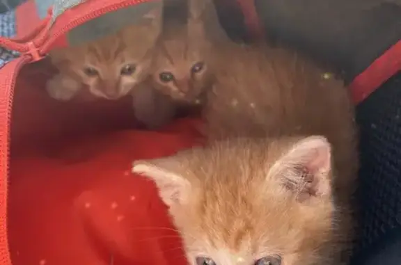Chatons sociables trouvés à Pléchâtel - photo