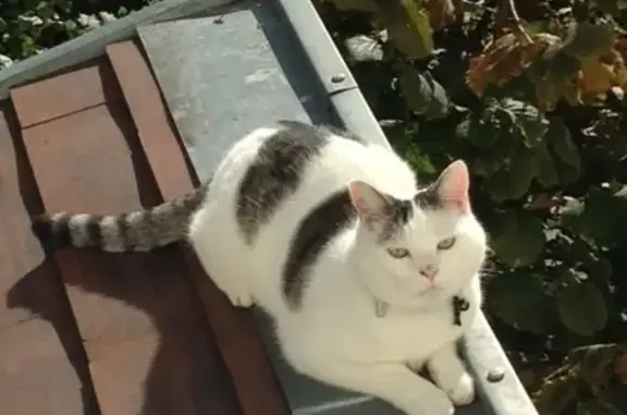 Chat perdu, Château-Thierry, photo: Chat mâle perdu à Château-Thierry