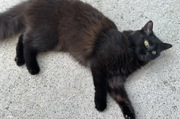 Chat perdu, Arenthon, photo: Chatte disparue : Tina, 1 an, noire/marron