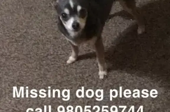 Help Find Our Senior Chihuahua - Reward!