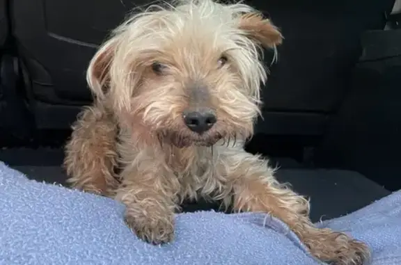 Chien trouvé à St-Sauveur-des-Landes - photo