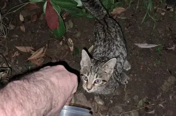 Chat gris tigré trouvé à Crémarest - photo