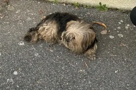 Chien trouvé Lespinasse, photo: Yorkshire mâle trouvé Rue des Lacs, Lespinasse