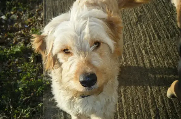 Chien perdu , photo : Griffon beige perdu à Saint-Gilles-les-Bois