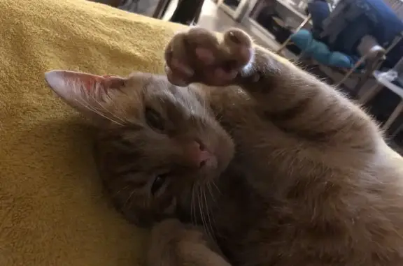 Chat trouvé La Force, photo: Chat roux peureux et câlin trouvé la nuit