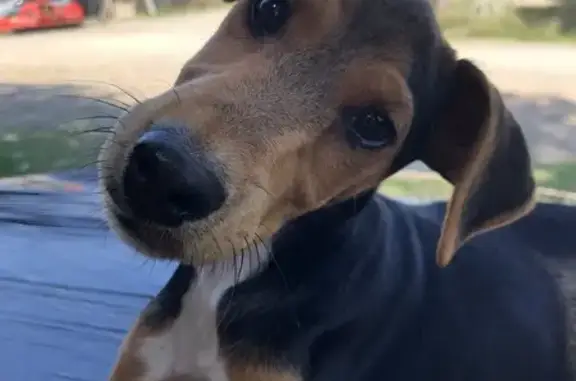 Animaux perdus , photo: Chienne Jack Terrier noire perdue à Dreuilhe