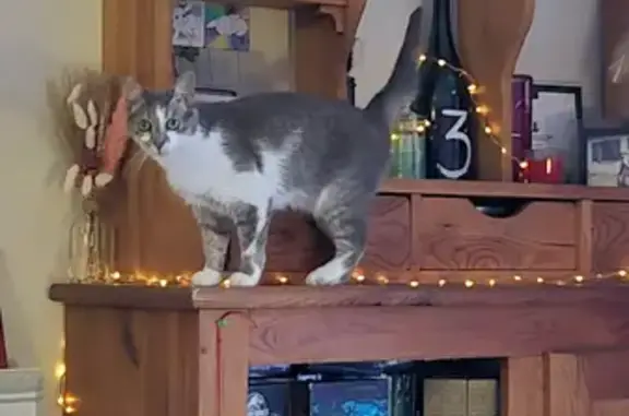 Animaux perdus Bourbon-Lancy, photo: Chatte grise et blanche perdue à Bourbon-Lancy