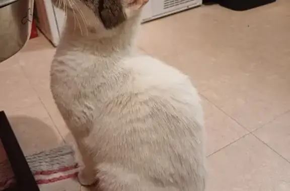 Chatte blanche tigrée trouvée à Bayeux - photo