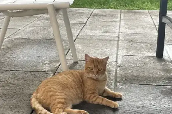 Chat trouvé Hurigny, photo: Chat errant cherche foyer à Hurigny