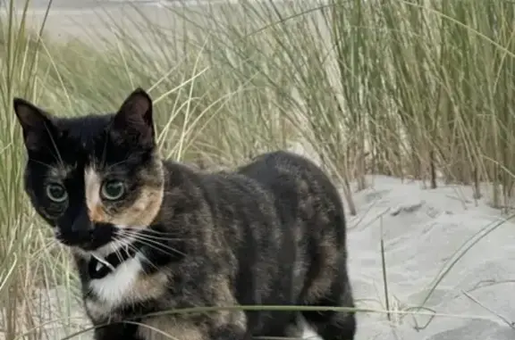 Chat perdu à Merlimont, Avenue de la Plage - photo