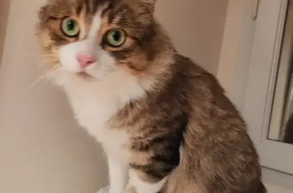 Chat non castré trouvé au Havre - photo