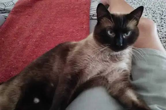 Gatos perdidos, , foto: Gato perdido en Viladecavalls: necesita medicación