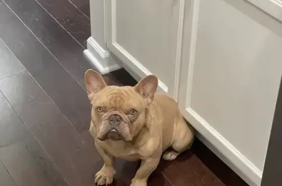 Lost Brown French Bulldog: Help Needed!