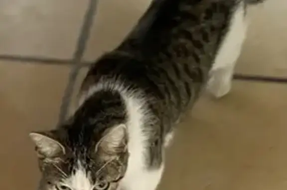 Chatte tigrée câline trouvée à Reyrieux - photo
