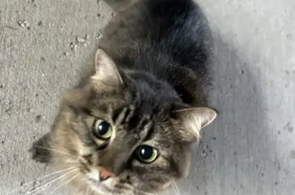 Fluffy 10lb Cat Found: Green-Eyed Beauty