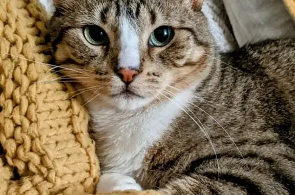 Lost Tabby Cat: Green Eyes, N. PA Ave