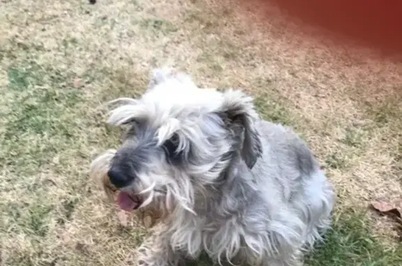 Schnauzer Gris Perdida en Cuernavaca