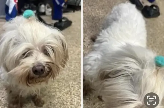 Lost Deaf Maltese on Sprague Rd, Penn Valley